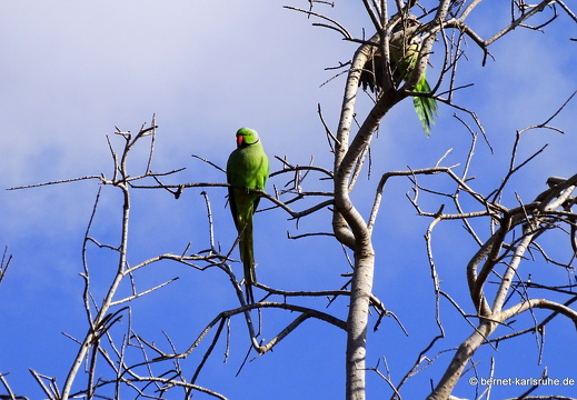 24-01-20-maspalomas-Tony Gallardo Park-sittich-