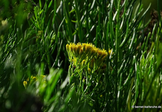 24-01-20-maspalomas-Tony Gallardo Park-schizogyne-endemisch-002