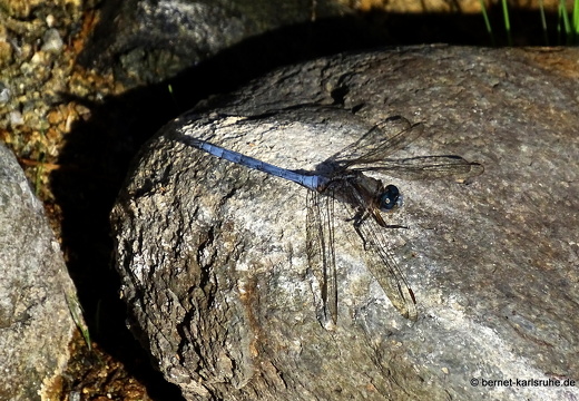 24-01-20-maspalomas-Tony Gallardo Park-012