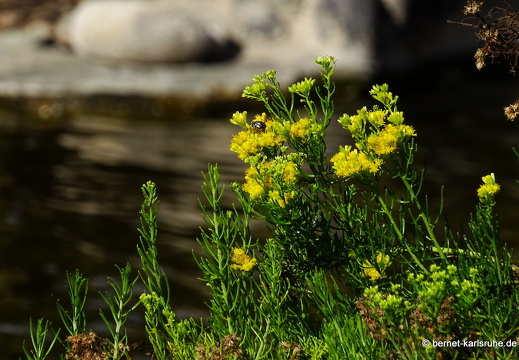24-01-20-maspalomas-Tony Gallardo Park-schizogyne-endemisch-001