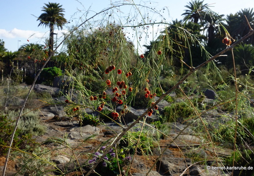 24-01-20-maspalomas-Tony Gallardo Park-