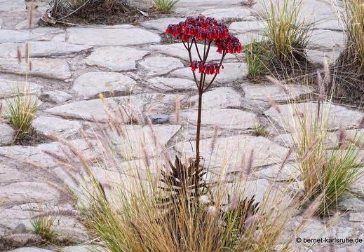 24-01-24-arinag-barranco de balos-005