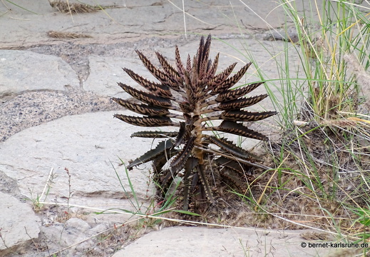 24-01-24-arinag-barranco de balos-006