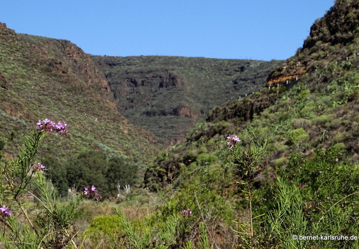 24-03-07-agueimes-barranco de guayadece-033