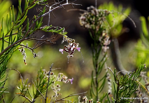 24-03-07-agueimes-barranco de guayadece-020