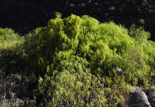 24-03-07-agueimes-barranco de guayadece-043