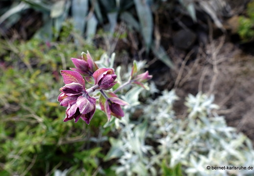 24-03-03-agueimes-kanaren-salbei-007