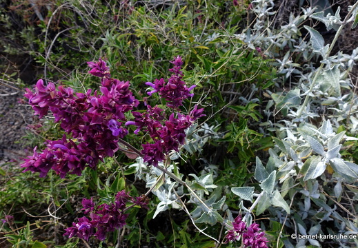 24-03-03-agueimes-kanaren-salbei-006