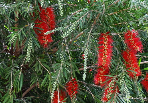 24-03-02-agueimes-zylinderputzer-001