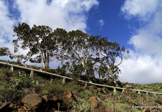 24-03-02-agueimes-guayadece-barranco-074