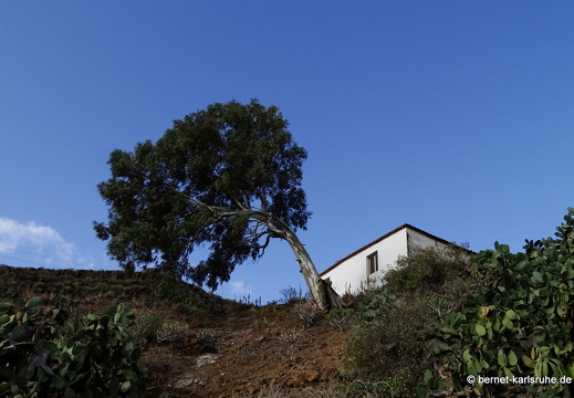 24-03-02-agueimes-guayadece-barranco-037