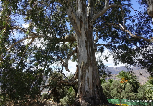 24-03-04-santa lucia-179