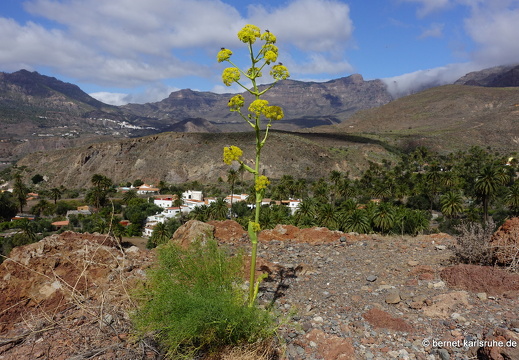 24-03-04-santa lucia-mirador de las tederas-wilder fenchel-001