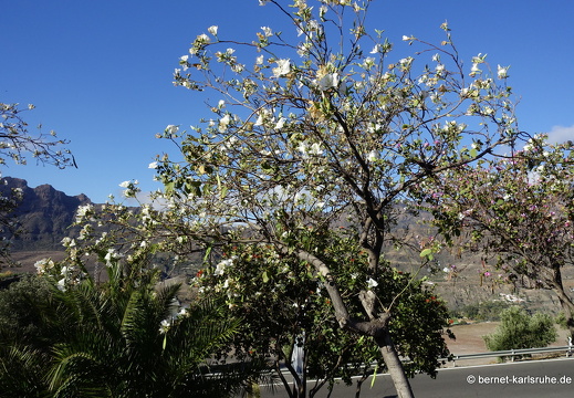 24-03-04-santa lucia-kapok-009