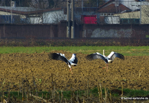 22-01-10-alteb3-ottersweier-storchenpaar-006