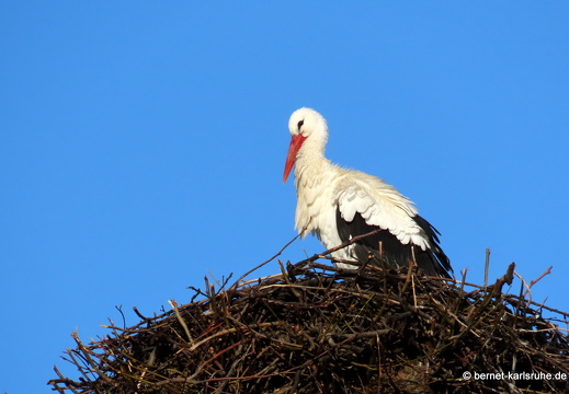 22-02-23-storch-ankunft-buehl-007