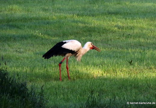 22-05-02-morgenspaziergang-rittersbach-storch-