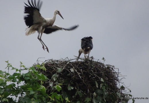 22-06-28-jungstoerche-fluguebungen-storchennest- (4)