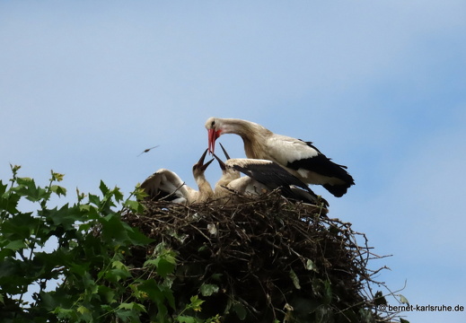 22-06-29-jungstoerche-storchennest- (11)