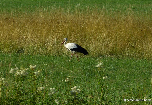 22-07-02-friedensweg-storch-
