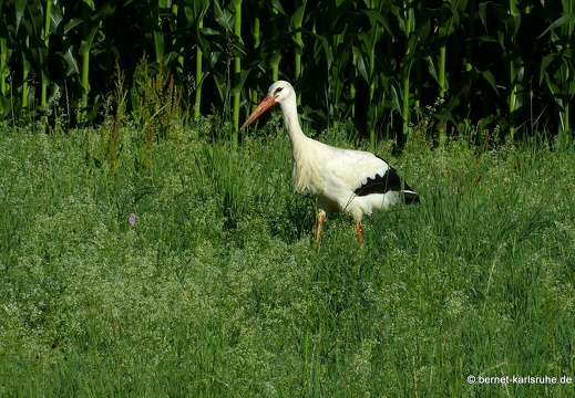 22-07-02-friedensweg-storch-007