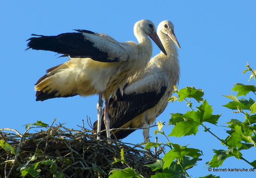 22-07-03-storchennest-jungstoerche-fluegge-009