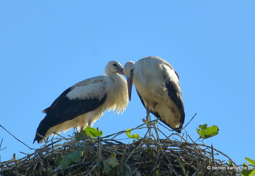 22-07-05-storchennest-jungstoerche-fluegge-006