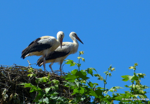 22-07-05-storchennest-jungstoerche-fluegge-028