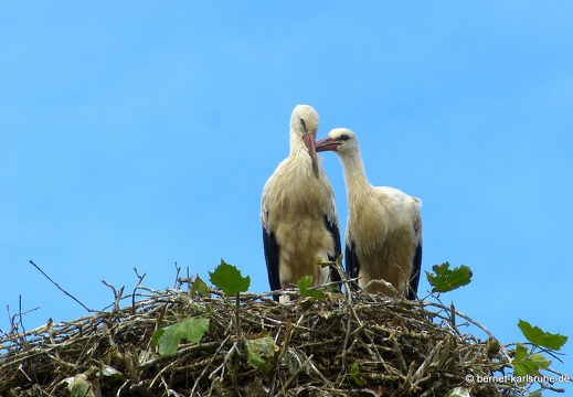 22-07-06-storchennest-jungstoerche-001