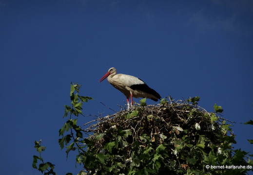 22-07-14-jungstorch-