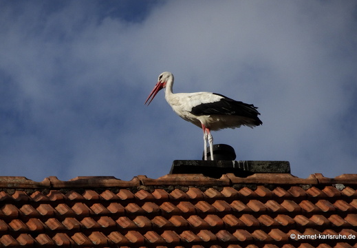 22-07-14-jungstorch-011