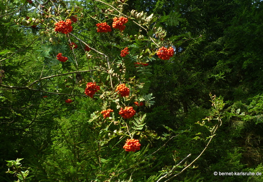 22-08-29-unterstmatt-095