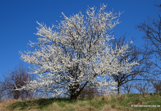 22-03-22-weinberge-zwetschgenbaum-blueten-001