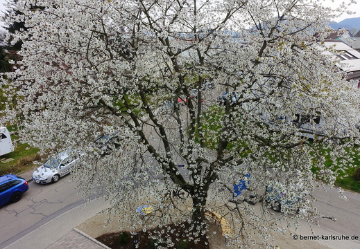 22-03-29-lessingstrasse-kirschbaum-001