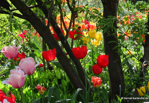 22-04-16-imgruen-tulpengarten-008