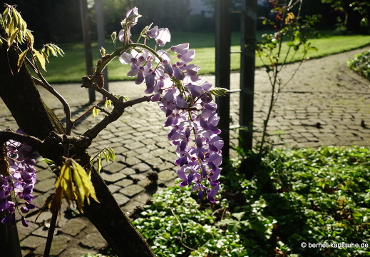 22-05-08-klostergarten-mariahilf-087