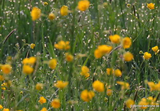 22-04-29-alteb3-butterblumen-sonnenaufgang-020