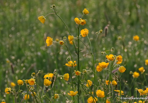 22-04-29-alteb3-butterblumen-sonnenaufgang-024