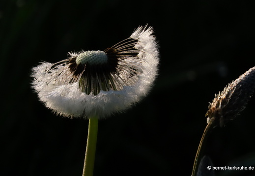22-05-02-morgenspaziergang-alteb3-pusteblume-008