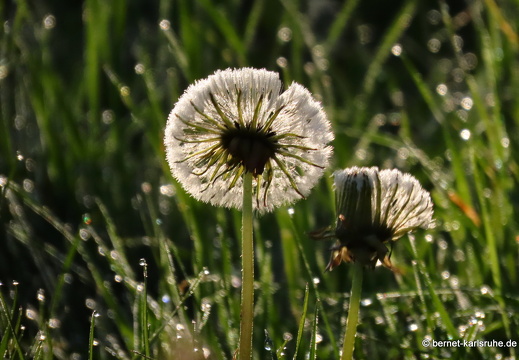 22-05-02-morgenspaziergang-alteb3-pusteblume-009