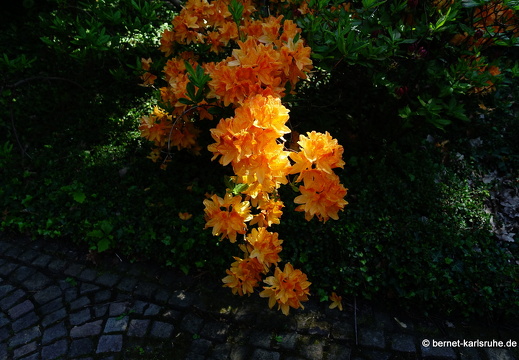 22-05-07-klostergarten-mariahilf-007