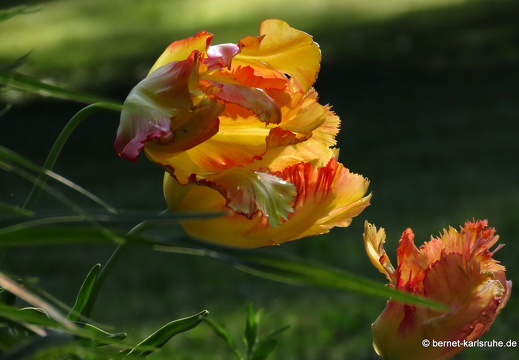 22-05-08-klostergarten-mariahilf-024