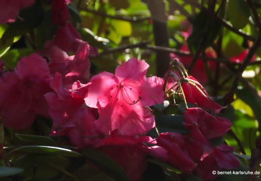 22-05-08-klostergarten-mariahilf-068