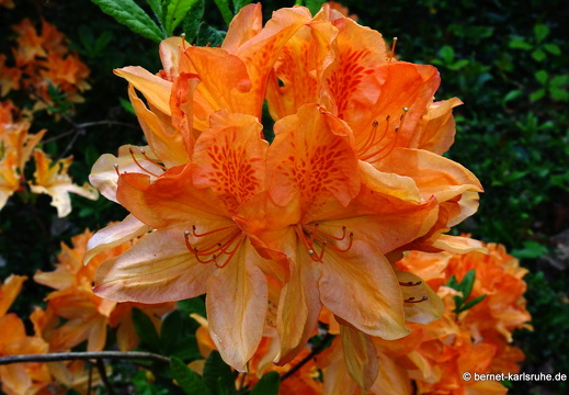 22-05-08-klostergarten-mariahilf-107