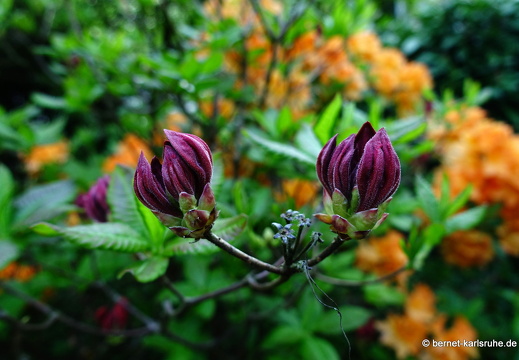 22-05-08-klostergarten-mariahilf-111