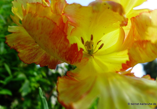 22-05-08-klostergarten-mariahilf-127