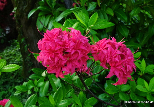 22-05-08-klostergarten-mariahilf-146