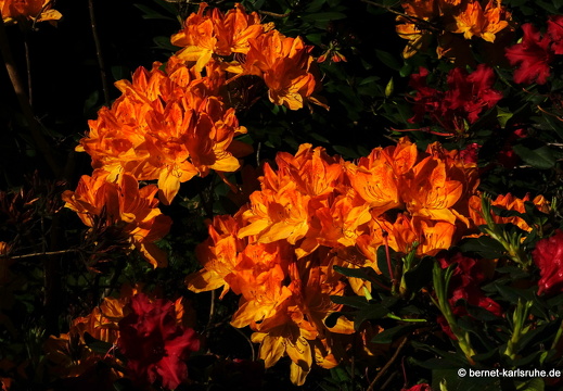 22-05-08-klostergarten-mariahilf-155