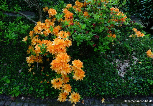 22-05-08-klostergarten-mariahilf-161