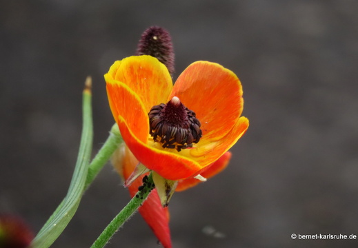22-05-13-oberweierer strasse-anemone-004